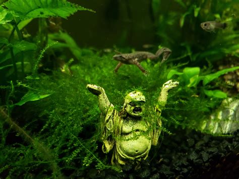 Frog Aquariums