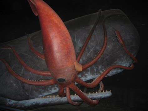 The Real Life Origins Of The Legendary Kraken