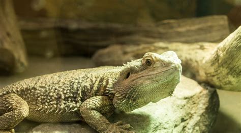 Hypomelanistic Bearded Dragon Morph A Comprehensive Guide To Their