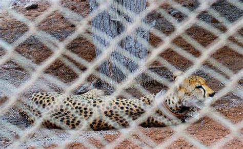 Cheetah In Captivity Stock Photo Image Of Collar Tracking 72503162