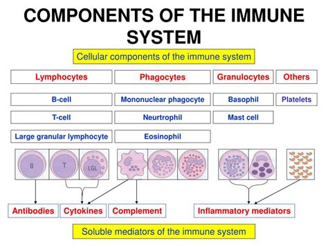 Ppt The Immune System Powerpoint Presentation Free Download Id793228