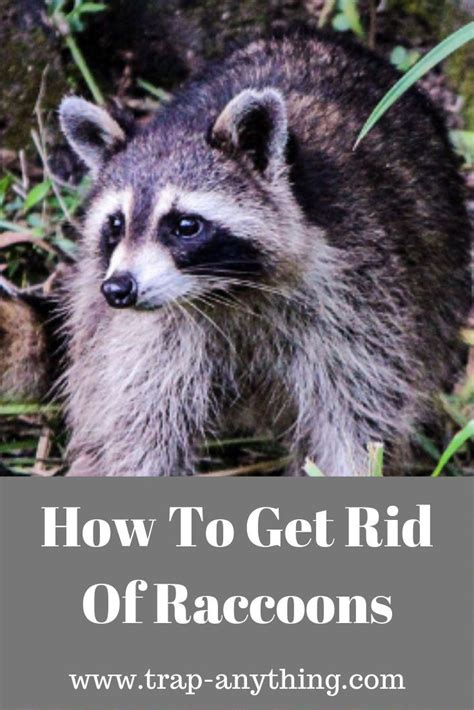 Learn How To Get Rid Of Raccoons In Your Attic Bird Feeder Garbage Or