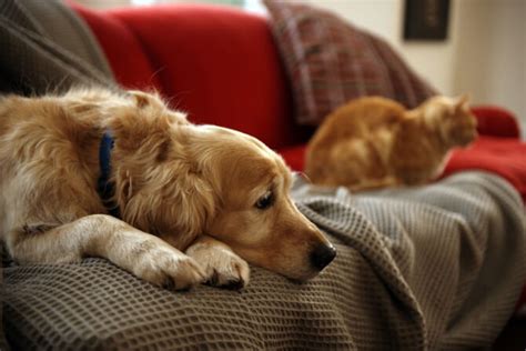 Warning Signs Of Cancer In Pets Care Vets