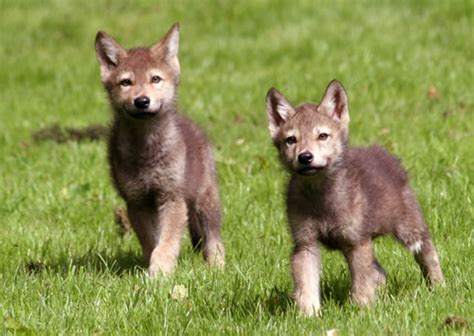 Are there any cute pictures of a wolf? All Funny,Cute,Cool and Amazing Animals: Cute Wolf Babies ...