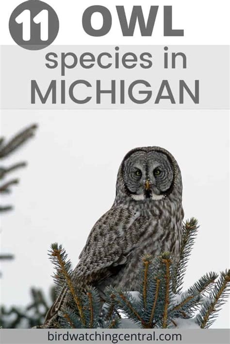 11 Owls In Michigan Birdwatching Central