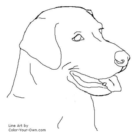 Labrador Retriever Headstudy Line Art Dog Drawing Line Drawing