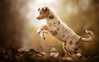 Shepherd Australian Puppy Autumn Leaves Forest Aussie