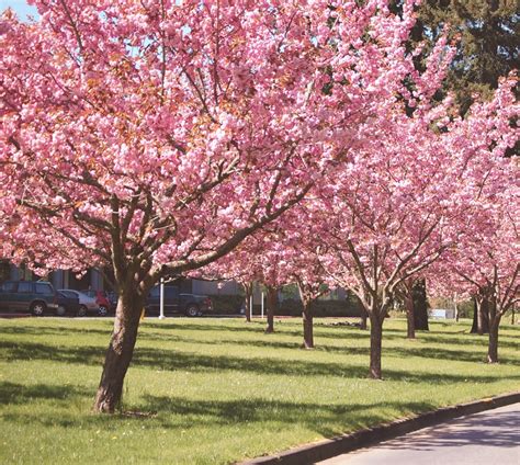 Cherry Pink Flair Flowering Trees That Please