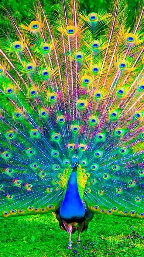 Beauty Peacock Beautiful Peacock Hd Phone Wallpaper Pxfuel