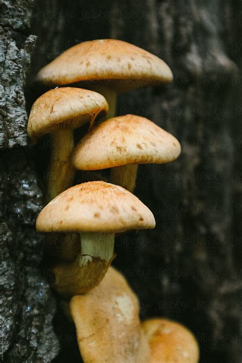Wild Big Mushrooms Growing On A Tree Stump By Stocksy Contributor
