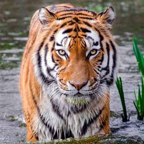 Tiger Endangered Species Endangered Wonders