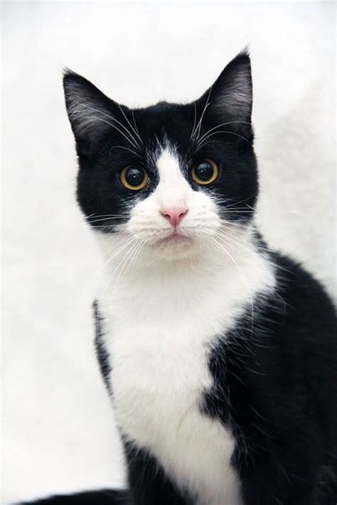 Tuxedo Cat Names Perfect Choice Samoreals Gatos Bonitos Gatitos