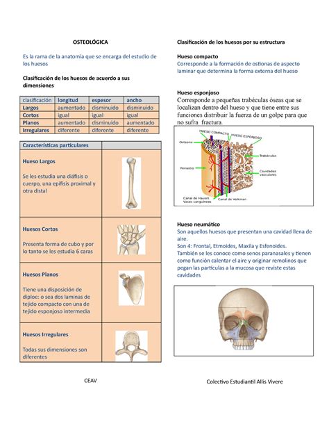 2 Osteología Resumen De Tipos De Huesos OsteolÓgica Es La Rama De