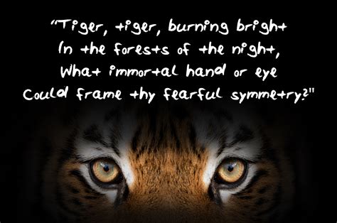 Tiger Tiger Burning Bright In The Forests Of The Night