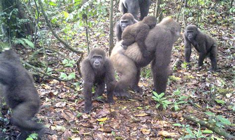 Rare Gorillas Captured On Camera News Sports Jobs Morning Journal