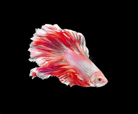 Red And White Color Dragon Siamese Fighting Fish Betta Fish Isolated