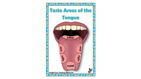 Taste Areas Of The Tongue Poster