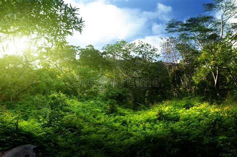 Sunset In Jungle Stock Photo Image Of Beauty Grass 30810106