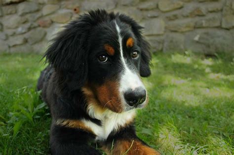 How Much To Feed A Bernese Mountain Puppy Feeding Schedule Growth