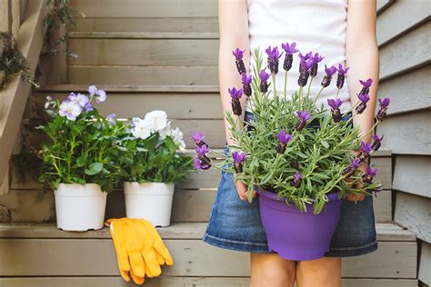 6 Tips For Growing Fragrant Lavender In Pots Clean Green Simple