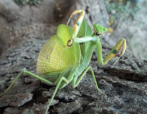 🌱 Mantis Religiosa Animales And Naturaleza Amino