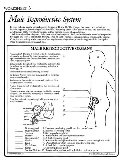 male and female reproductive system worksheets answer key