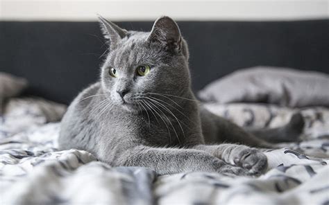 Finding the right name for your new gorgeous kitty is important. 100 Great Names For Grey Cats From The Happy Cat Site