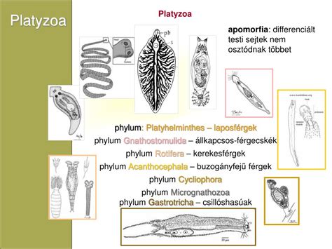 Parazita képek az emberi testről - Parazita-teszt
