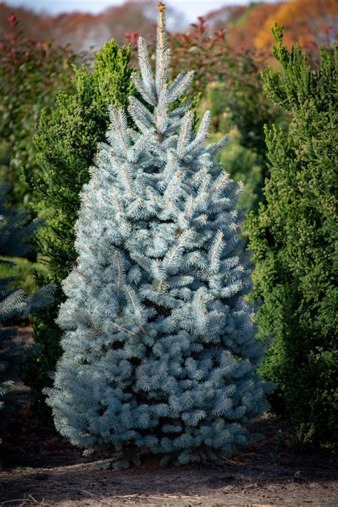 Dwarf Blue Spruce Tree