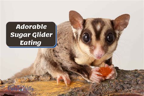 adorable sugar glider eating video you don t want to miss