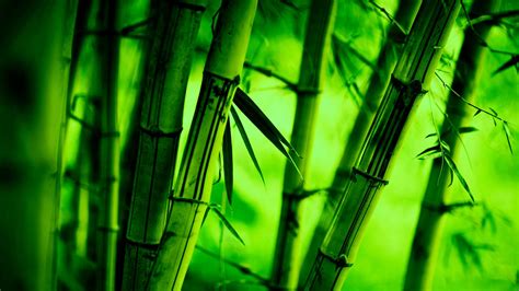 Bamboo Hd Wallpaper