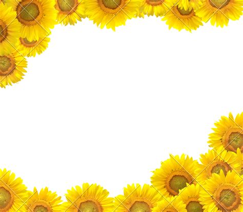Sunflower Border Png Sunflower Border Png Transparent