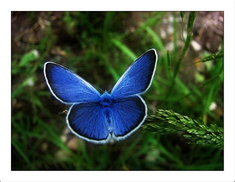 Endangered Earth Palos Verdes Blue Butterfly