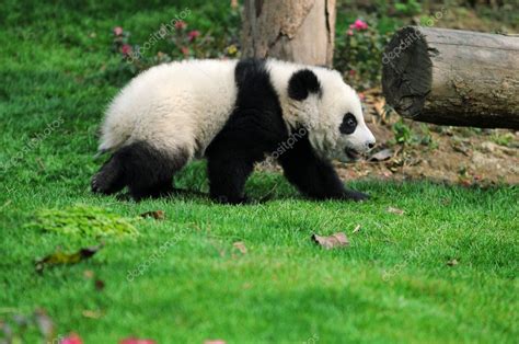 Walk Panda — Stock Photo © Shupian 2452519