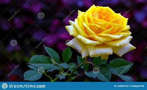 Beautiful Hybrid Yellow Rose In Garden Stock Image Image Of Leaves