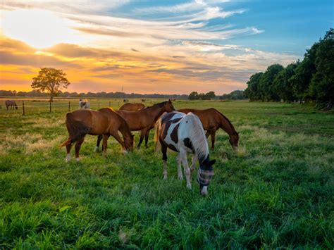 Do You Want To Be A Backyard Horse Keeper Five Questions To Ask