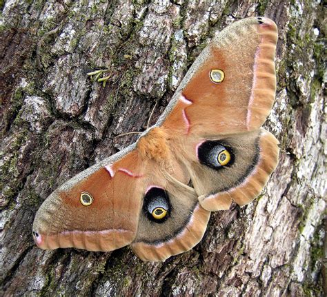 Polyphemus Moth Insects Of Pepperwood Preserve · Inaturalist