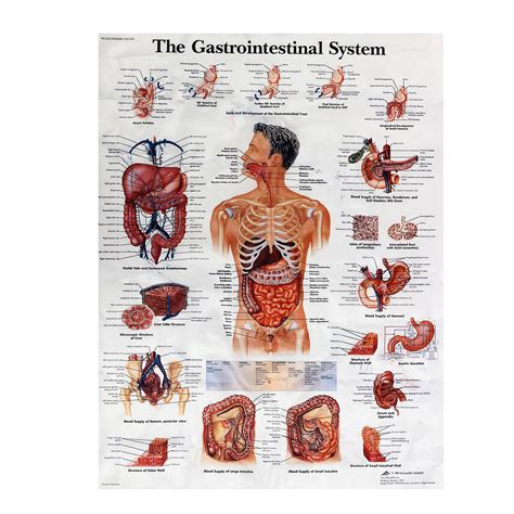 These muscles work quickly and precisely, and allow the eye to 10. GASTROINTESTINAL SYSTEM POSTER 60x80cm ANATOMICAL CHART HUMAN ANATOMY MEDICAL 8118278231704 | eBay