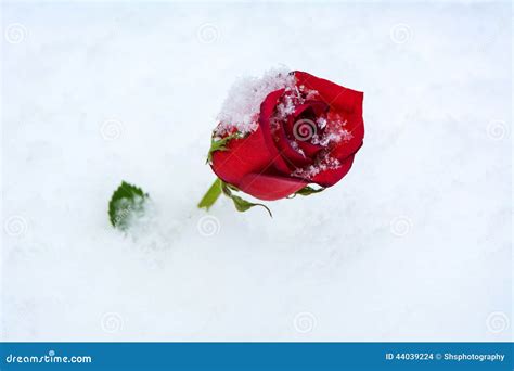 Red Rose In The Snow Stock Photo Image Of Petal Romantic 44039224
