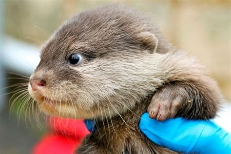 Cute Baby Otters Born At Perth Zoo 5 Pics Amazing Creatures
