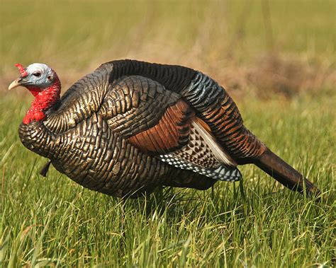 5 out of 5 stars. 3/4 Strut Jake Decoy - Dave Smith Decoys