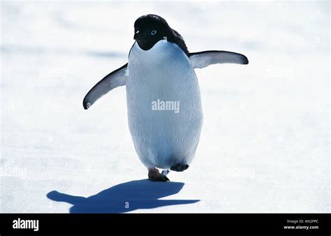 Adelie Penguin Pygoscelis Adeliae Running Over Ice Antarctica Stock