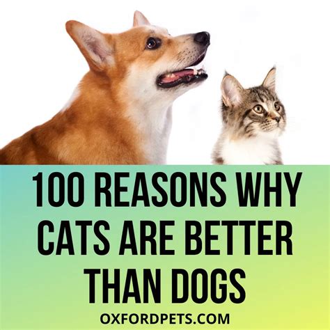 Cat Or Dog 100 Reasons Why Cats Are Better Than Dogs Oxford Pets