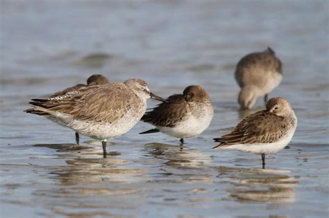 Sharing Our Shores With Shorebirds All Summerlong Audubon North Carolina