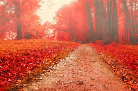 Park In Autumn With Red Fallen Leaves Autumn Foggy Colored Landscape