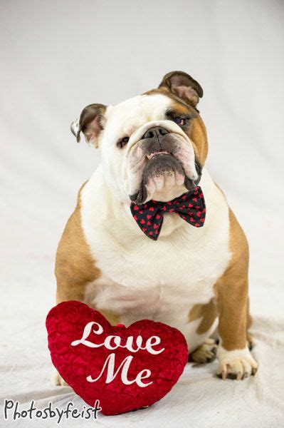 A Valentine Bulldog Valentine Pets Original Works Pinterest