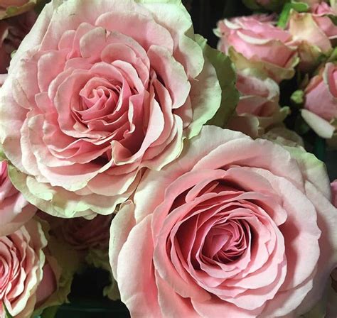 Pink Geraldine Roses Bulk Fresh Diy Wedding Flowers Flower Moxie