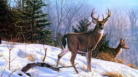 White Tailed Deer Painting Wallpaper Backiee