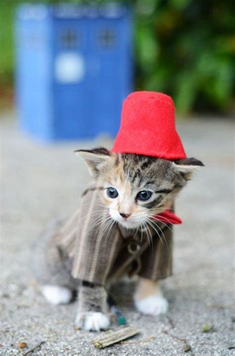 26 Photos Of Cute Kitties In Costumes Kittens In Costumes Cute Cats