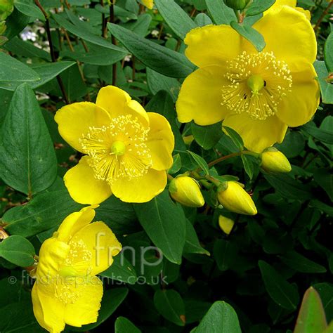 See more ideas about yellow flowering shrub, flowering shrubs, plants. Hypericum forrestii: Information, Pictures & Cultivation Tips